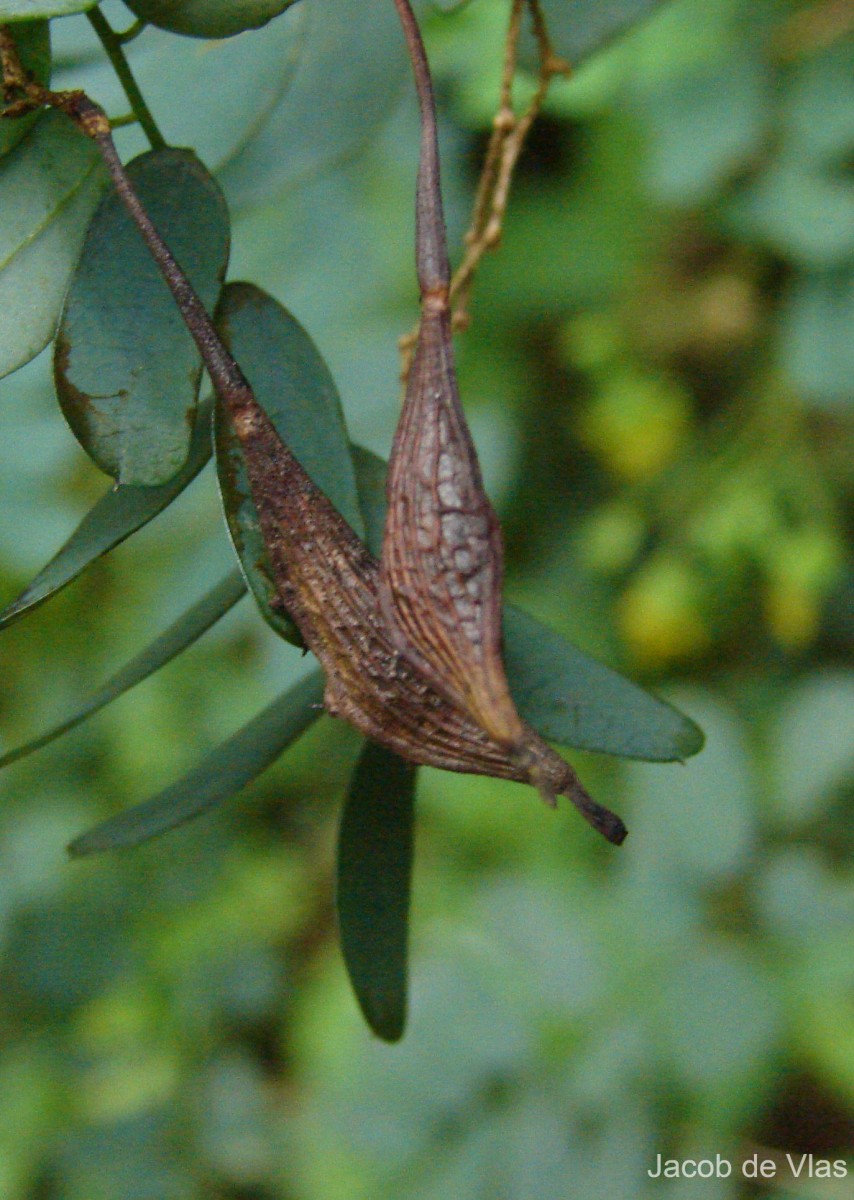 Ormocarpum sennoides (Willd.) DC.